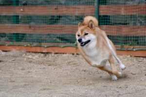 室内でも大満足！愛犬のストレス解消グッズと心を満たすおうち遊びの秘訣