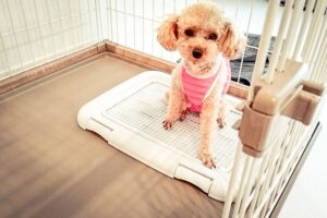 愛犬の便秘に効く食べ物はある？お腹をスッキリさせたい時の食事術とケア