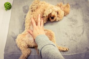 愛犬の便秘を優しくケア｜お家でできる便秘マッサージ方法とリラックス習慣