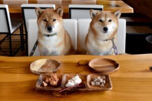 愛犬のすっきりを支えるお腹ケア｜下痢気味な時に選びたい優しい食材と食事の工夫