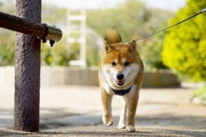 愛犬が下痢の時お散歩はどうする？無理させない判断基準とお腹に優しい過ごし方のコツ