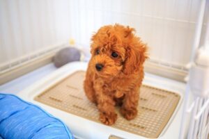 犬のうんち処理は？お家も散歩も清潔に愛犬との暮らしを快適に彩るマナーと工夫