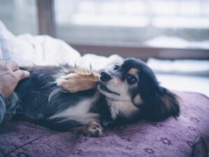 犬の粘膜便は腸からのSOS？ゼリー状の正体とお腹のバリア機能を守るための優しさケア