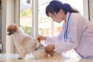 老犬のうんち問題をサポート｜踏ん張れない時の介助術と笑顔で過ごすための生活習慣