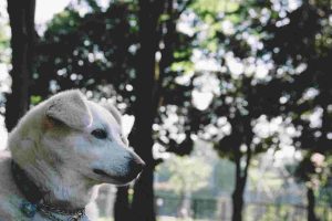 犬が散歩で歩かないのは病気や怪我？痛みのサインと対処法