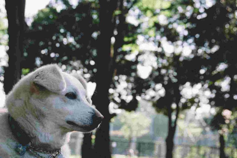 犬が散歩で歩かないのは病気や怪我？痛みのサインと対処法