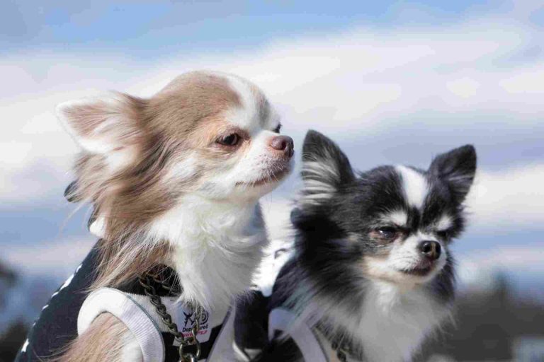 冬の犬散歩は何℃が限界？寒さに強い犬・弱い犬の特徴と危険ラインを解説